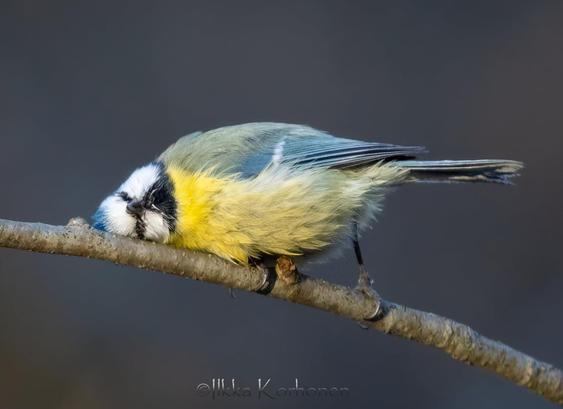 A Eurasian Blue Tit in a very unusual position:  facing the camera and perched on a bare branch, it's leaning sideways with its body and head on the branch.  In anthropomorphic terms, it appears to be hungover and exhausted.

The Finnish photographer's own caption is:  "Onneksi firman pikkujoulut on vain kerran vuodessa." -- "Luckily, the company Christmas party only comes once a year."

Photographer - Ilkka Korhonen