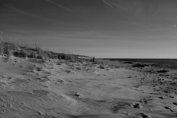Monochrome image of a beach, at the edge of sand dunes spotted with dune grass.