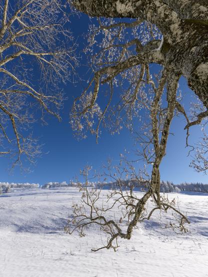 A winter landscape featuring bare trees with snow-covered ground and a clear blue sky. Ice flowers appears on some branches, enhancing the serene, pristine atmosphere of the scene.