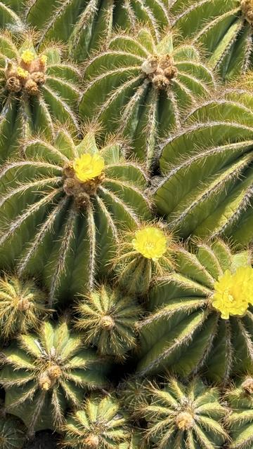 Zoomed in view of yellow flowers blooming on cactus