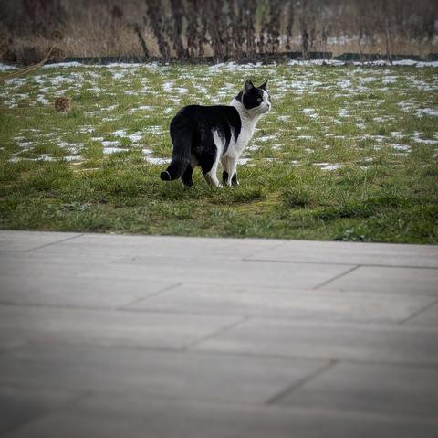 A black-and-white cat stands attentively on a patchy, frost-kissed grassy field. The cat, with its sleek black fur and white chest, paws, and face, appears to be gazing into the distance. The grass is partially covered with patches of light snow, suggesting a cold, wintry atmosphere. In the background, some dead Jerusalem artichokes add to the seasonal ambiance. The foreground features a paved patio, leading the viewer’s eye toward the cat.