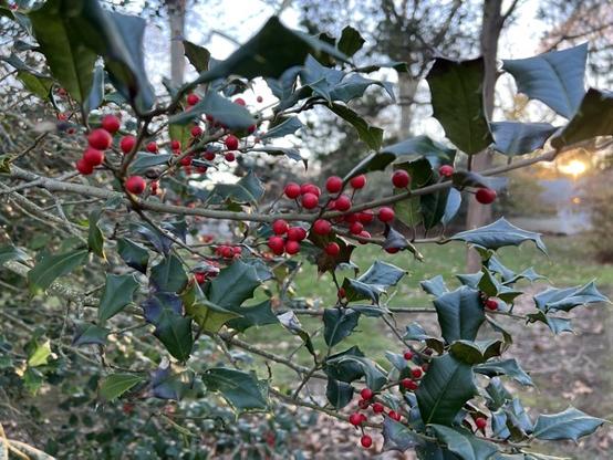 Holly branch with berries