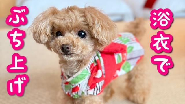 湯布院旅行！浴衣姿で旅館のクッションを使いこなす犬が面白かわいいｗ【トイプードルのコロン】