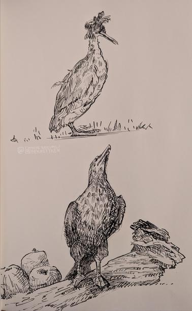 Black ink on paper

Drawings of two birds

Upper bird in side view, standing in the grass

Lower bird standing on a piece of wood, front view from below, two apples behind.