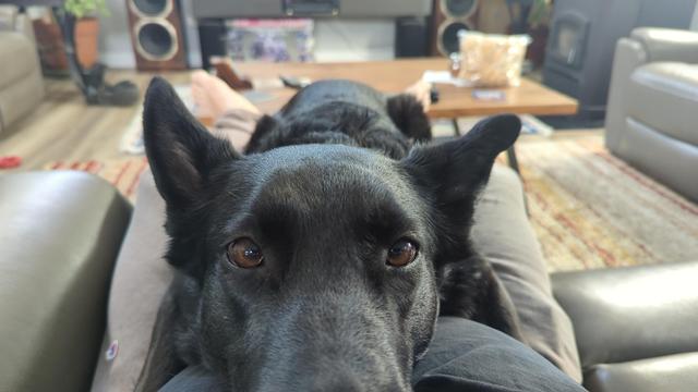 An adult Belgian Malinois, laying in the photographer's lap parallel to his legs and looking at the camera.

Very cute picture, but very painful for said photographer's legs. Ouch.