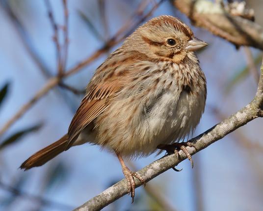 A sunlit Song Sparrow in profile on a thin leafless branch.