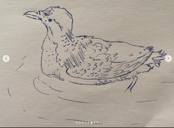 A beautiful rhinoceros auklet  swimming on the water done in pen