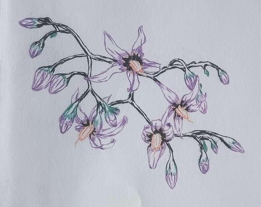Nightshade plant done in colored pen