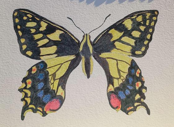 Tiger Swallowtail butterfly done in watercolor
