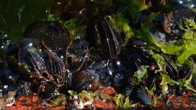 A photo of mussels and green seaweed coming part way out of the water.