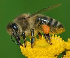 Close up of a honey bee on a yellow flower