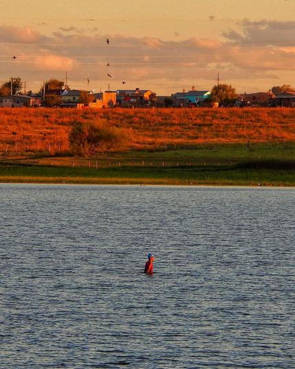 Foto tirada ao ar livre durante o pôr do Sol. Em primeiro plano um homem caminha coberto até a altura da barriga dentro de um açude com água bem azul. Ao fundo gramíneas baixas de cor amarelada completam a paisagem. Mais ao fundo algumas casas. Pássaros voam sobre o açude.