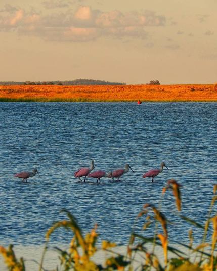 Foto tirada ao ar livre durante o pôr do Sol. Em primeiro plano, vegetação baixa e um grupo de cinco pássaros colhereiros de cór lilás caminhando em parte rasa de um açude. Ao fundo um homem caminha dentro do açude coberto até a altura da barriga. Gramíneas baixas de cor amarelada completam a paisagem.
