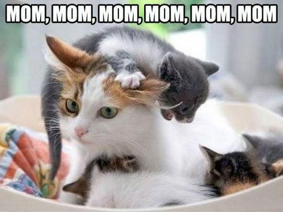 Cat meme with smol baby kitty relentlessly crawling over momma kitty, captioned, "mom, mom, mom, mom, mom, mom"