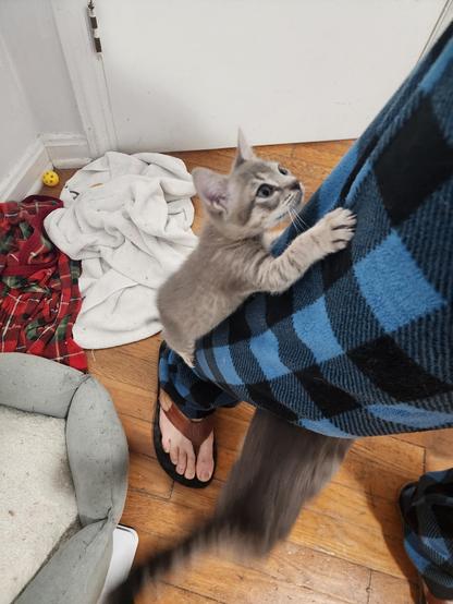 tabby kitten climbing intently up my blue flannel house pants.