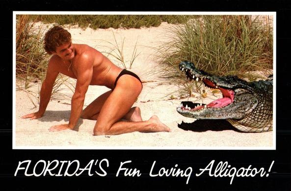 A comical postcard showing a male beach goer in the dunes. He is on all fours and is looking back with a smile as a fake alligator tries to bite his butt. Below it says "Florida's fun loving alligators!"