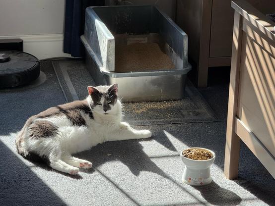 Photo of a grey and white cat laying in a sunbeam between the cat box and her food bowl.