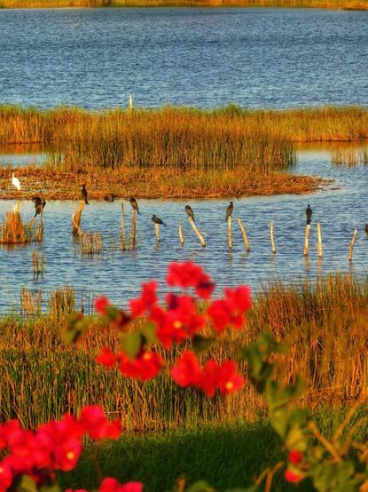 Fotografia ao pôr do Sol mostrando uma lagoa. Em primeiro plano planta de folhas vermelhas em desfoque. Ao fundo várias aves de cor preta empoleiradas sobre troncos fincados no assoalho da lagoa.
