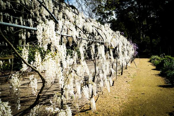 A long, gravel pathway stretches into the distance, framed on both sides by rows of flowering wisteria plants with long, white, drooping blossoms. The plants are supported by a network of horizontal branches, creating a tunnel-like effect over the path. The gravel pathway is light brown and appears well-maintained, with greenery visible on either side of the path beyond the flowering plants. The image is brightly lit, with shadows cast by the branches and plants on the gravel below. The overall impression is one of a beautiful garden scene, likely in springtime, due to the abundance of white flowers. 

Provided by @altbot, generated privately and locally using Gemma3:27b