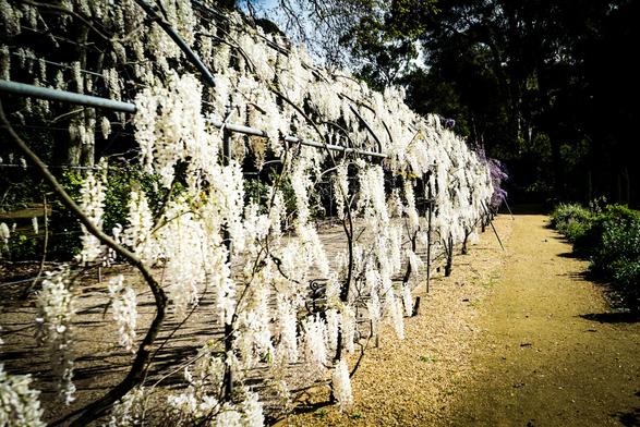 A long, gravel pathway stretches into the distance, framed on both sides by rows of flowering wisteria plants with long, white, drooping blossoms. The plants are supported by a network of horizontal branches, creating a tunnel-like effect over the path. The gravel pathway is light brown and appears well-maintained, with greenery visible on either side of the path beyond the flowering plants. The image is brightly lit, with shadows cast by the branches and plants on the gravel below. The overall impression is one of a beautiful garden scene, likely in springtime, due to the abundance of white flowers. Provided by @altbot, generated privately and locally using Gemma3:27b
