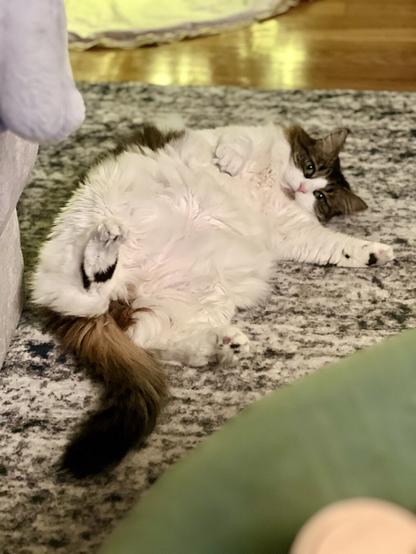 A fluffy cat lying on its back with its belly exposed, surrounded by a cozy rug and furniture, looking relaxed.