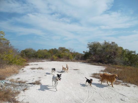A dirt/sand road through coastal scrub wilderness with six lovely dogs walking towards the bottom right of the frame. The chihuahua in the middle of the pack is clearly their leader. White sand contrasts with dense scrub, short trees and grass in all directions, under a slightly overcast sky.
