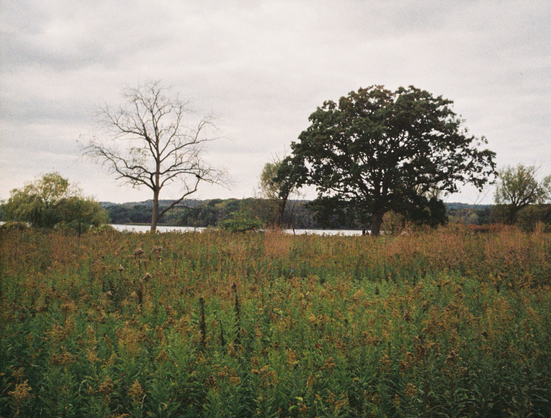 Two trees stand in an early autumn meadow, one bereft and one still in full foliage. The grey sky reflects on the water of Cootes Paradise beyond.