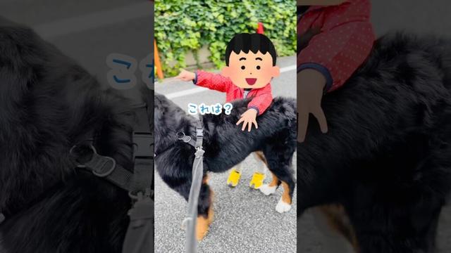 朝のほっこりシーン☀️男の子に“かわいいね”と言ってもらったバーニーズ🐾