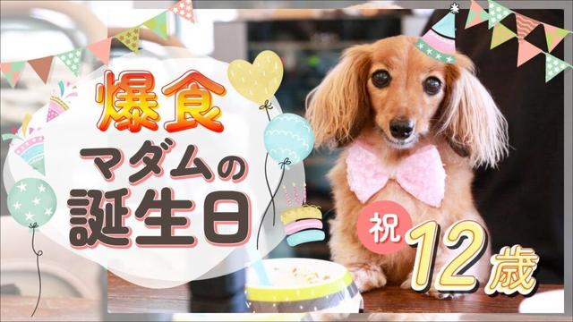 【祝12歳】可愛さ限界突破!!仔犬のようなハイシニア爆誕【カニンヘンダックスえびすの日常】