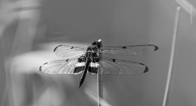 Male Yellow-striped flutterer perched on a reed overlooking the water.
