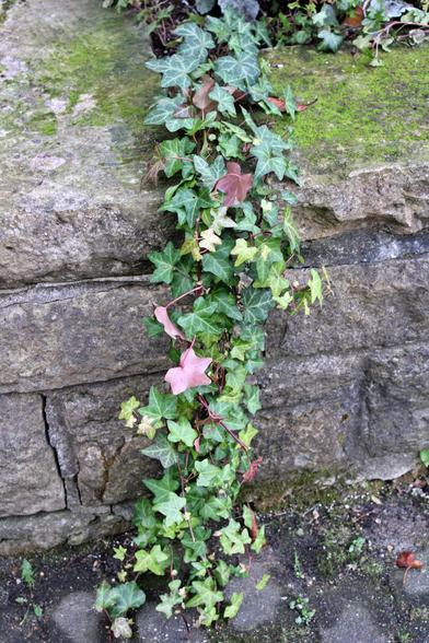 Green ivy leaves and vines spill over a low stone wall of a planting bed with green lichen or moss growing on the top surface of the ledge around the edge. A few of the multi-lobed leaves have turned red. The stone bricks of the wall appear to be old and dark gray. The edge of the the paver path below has tiny green growth in the slightly muddy areas where the wall meets the ground.