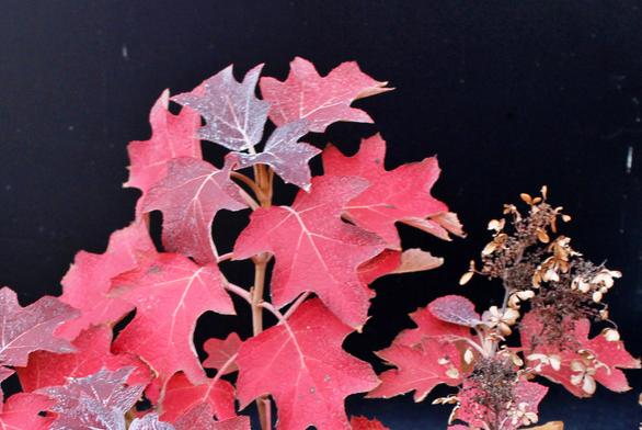 Red and purple brown leaves on a golden stem with a deadhead bloom of tan and brown with a black wall in the background.