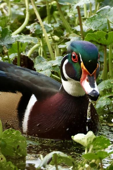 a bird of many bright colors floats in a field of greenery.