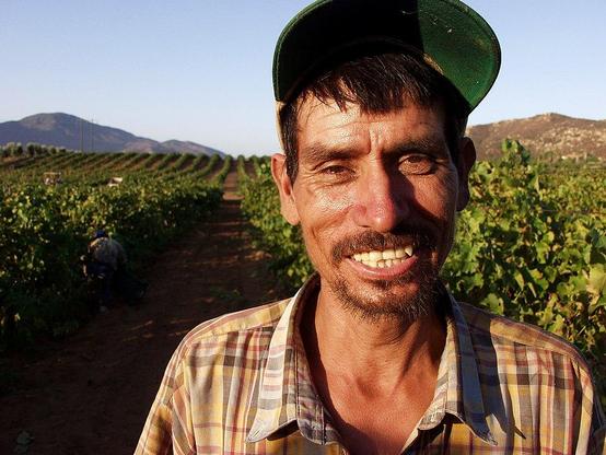 Travailleur de vignobles à Guadalupe Valley, Baja California, Mexique, où 95% des vins mexicains sont produits

Vineyard worker at Guadalupe Valley, Baja California, Mexico, where 95% of Mexican wines are produced