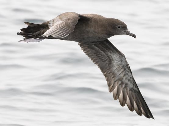 Sooty Shearwater photographed by Darren Clark