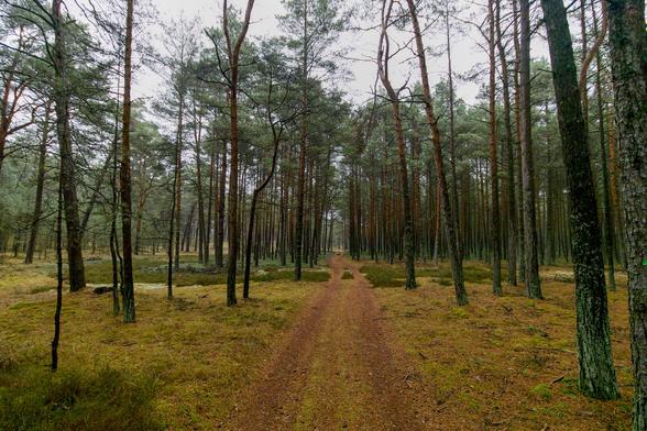 A colorful photograph depicting a forest road on a cloudy day at the end of November.