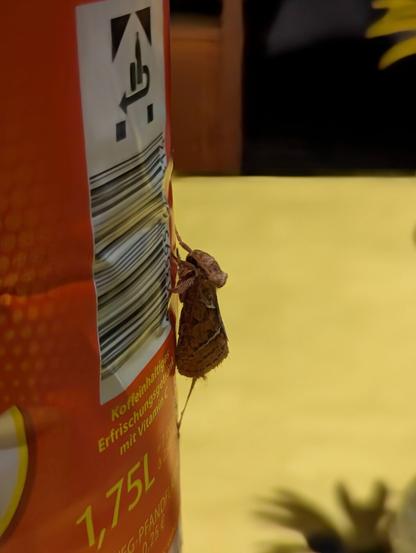A close-up of a dried leaf-like insect, likely a type of moth, clinging to the side of a 1.75-litre plastic bottle of Vita Cola. The bottle’s label is partially visible, showing a white background with green and black text in German, including the words 'Koffeinhaltiges Erfrischungsgetränk mit Vitamin C.' The background is blurred, keeping the focus on the insect and the bottle.