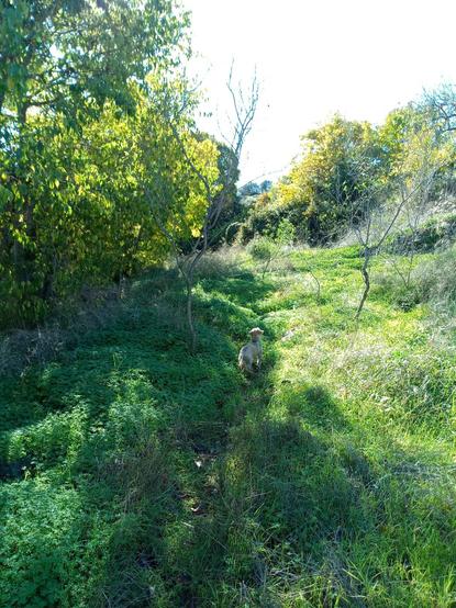 Mochi, mi perro, oliendo el rastro por el que volviamos al tajo. Entre tréboles y otras anuales se atisba la sombra de un sendero guardado por dos cerezos hibernando, un almez a la izquierda y otro al fondo.