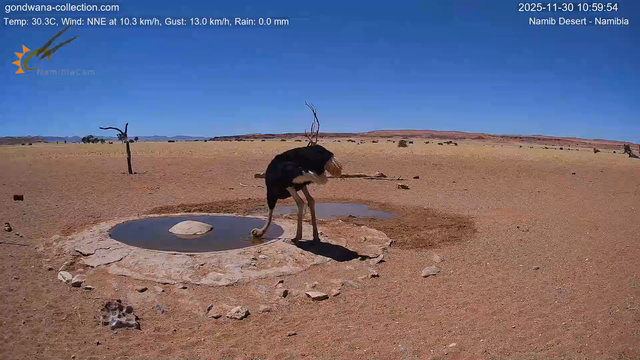 Immagine da una telecamera vicino a una pozza d'acqua nel deserto della Namibia