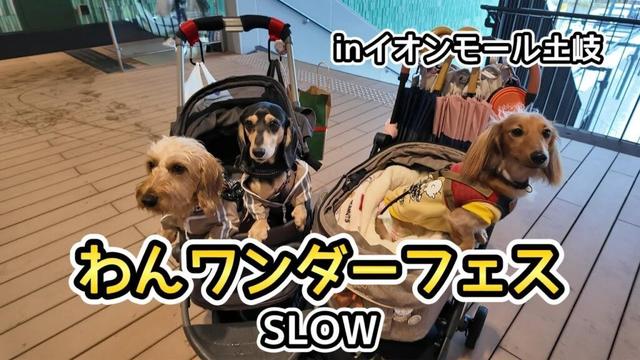 わんワンダーフェスSLOW inイオンモール土岐で大好きなオヤツ爆買いした【ミニチュアダックスフンド】野菜も業者買い