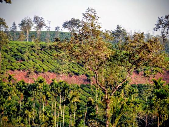 Blick auf eine Berg mit senkrechten Reihen von Teesträuchern. Dazwischen quer eine Straße. Die Straße unterbricht das Grün, die rote Erde ist sichtbar. Zwischen den Reihen von Teesträuchern immer wieder Palmen und andere Bäume. Der Himmel erscheint weiß, das Licht ist gedeckt.