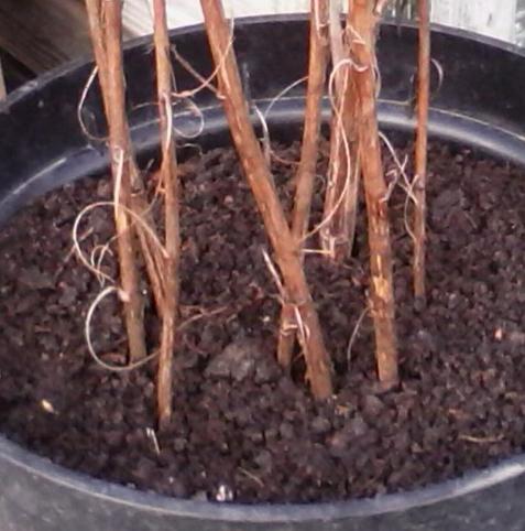 A few bare aster flower stems planted in a black p[astic pot
