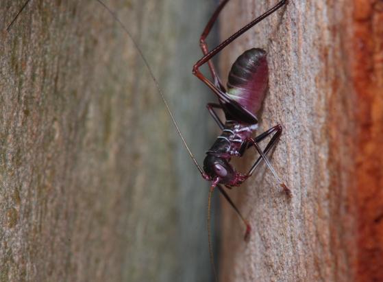 Purple katydid on red-tinged grey bark