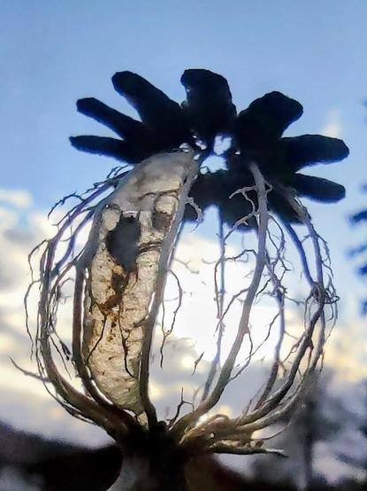 Durch eine Samenkapsel des Mohns, von der fast nur noch das Skelett übrig ist, sieht man in die Dämmerung.