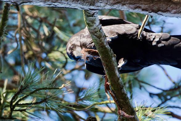 Raven picking meat from a bone