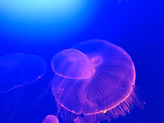 Una medusa de colores