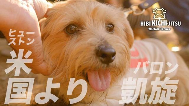 愛犬キチ 「バロン米国より帰国」の茶犬会 【ノーフォークテリア norfolkterrier  dogs yoyogipark meetup 】