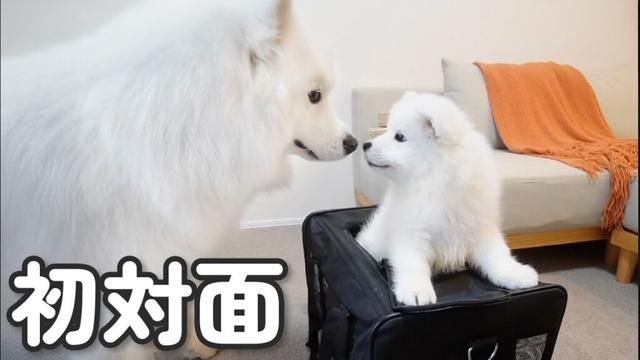 【お迎え初日】生後2ヶ月の赤ちゃんサモエドと対面したときの先住犬の反応が意外すぎました！