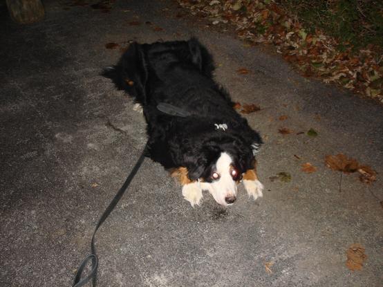 Chien Bouvier Bernois allongé sur le sol ayant l'air un peu déçu que la neige est fondue et que la nouvelle n'est pas encore arrivée.