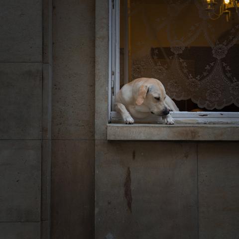 A dog sleeping in a window, somewhere in Bratislava, Slovakia